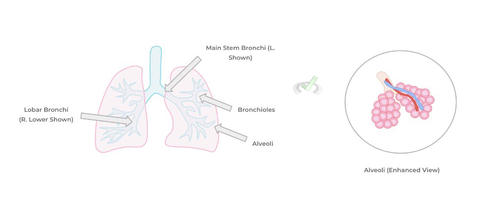 2 Main Stem Bronchi