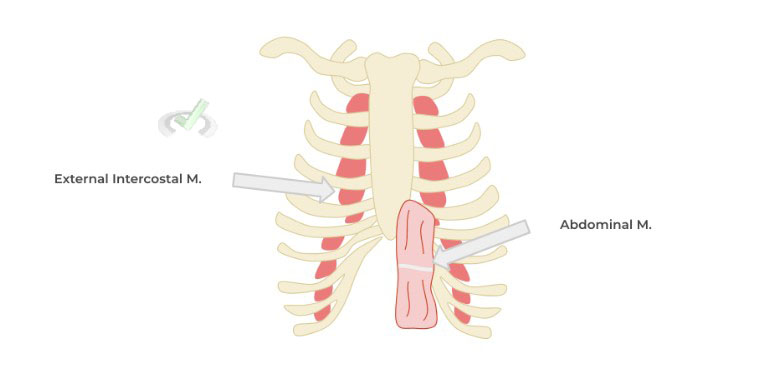 Abdominal Muscles