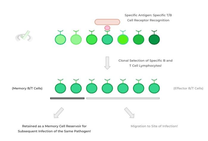 Adaptive Immune System - A