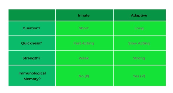 Adaptive Immune System - C