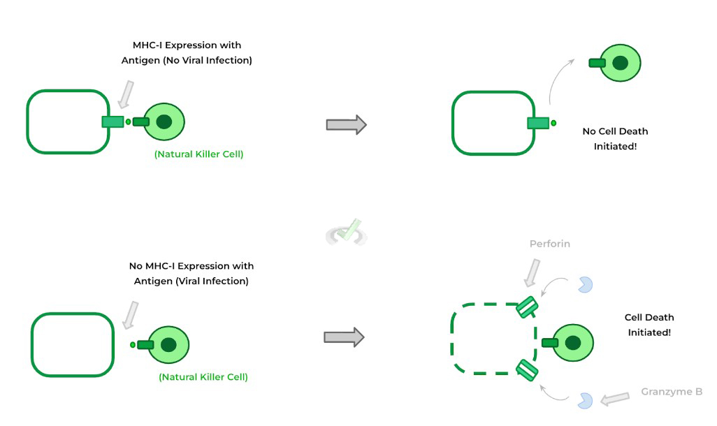 Agranulocytes