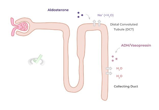 Aldosterone