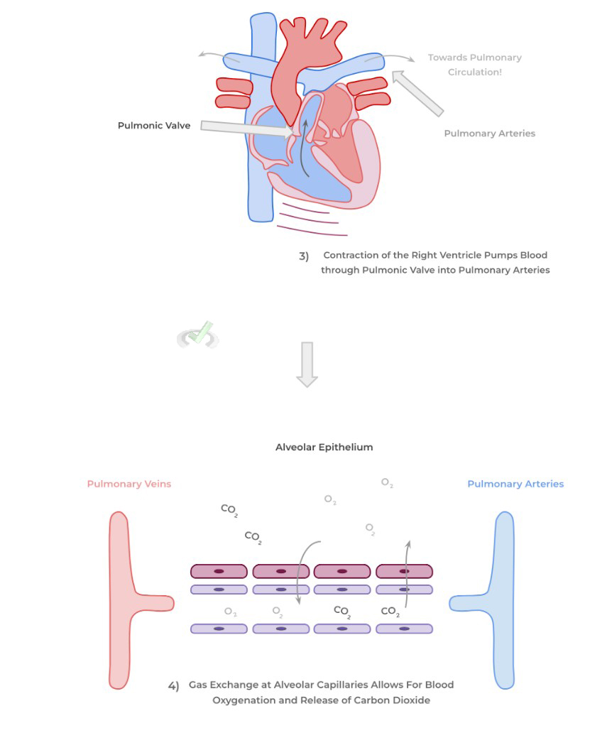 Alveolar Epithelium