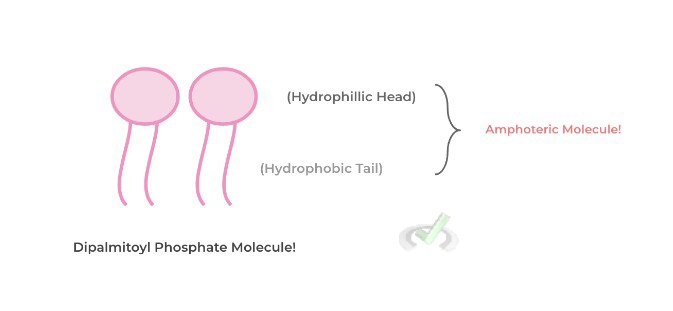 Amphoterism And Role In Reducing Surface Tension