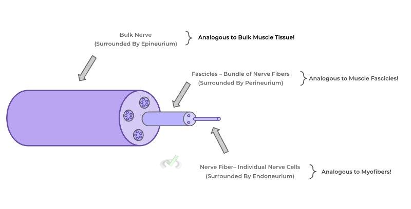 Analogous Hierarchical Organization Of Peripheral Nerve Tissue