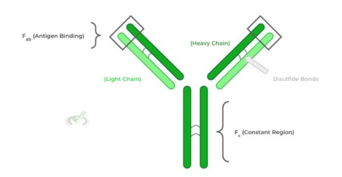 Antibody Structure - A