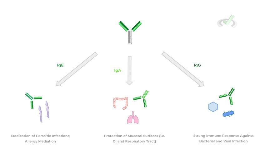 Antibody Structure - B