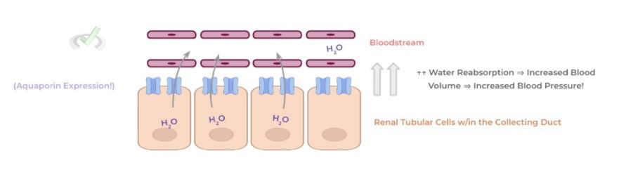 Aquaporine Expression
