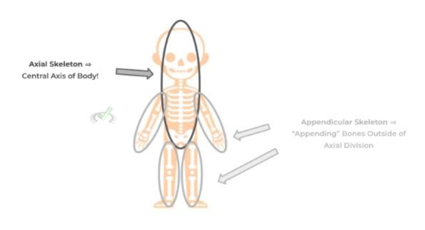 Axial Skeleton