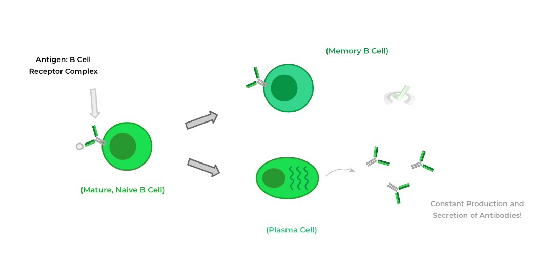 B Cell Lymphocytes