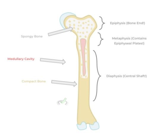 Basic Structure Of Long Bone - A