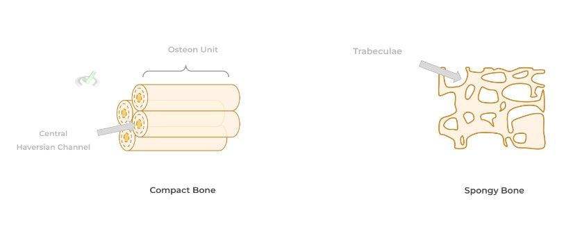 Basic Structure Of Long Bone - B