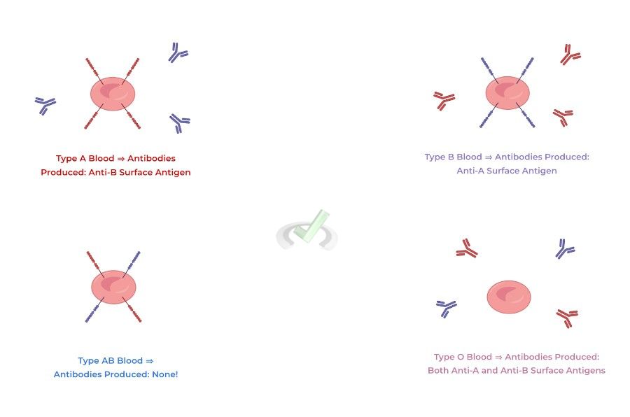 Blood Type Diagram