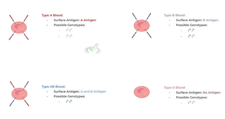 Blood Type