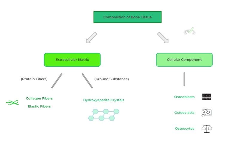 Bone Tissue Composition