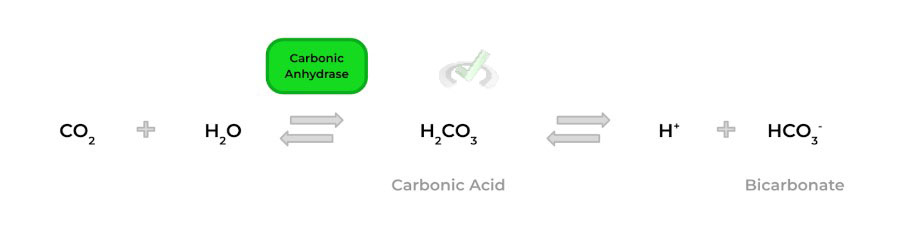 Carbonic Acid