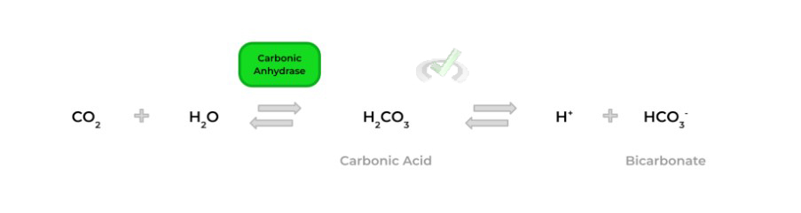 Carbonic Acid