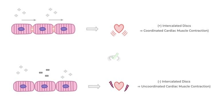 Cardiac Muscle - B