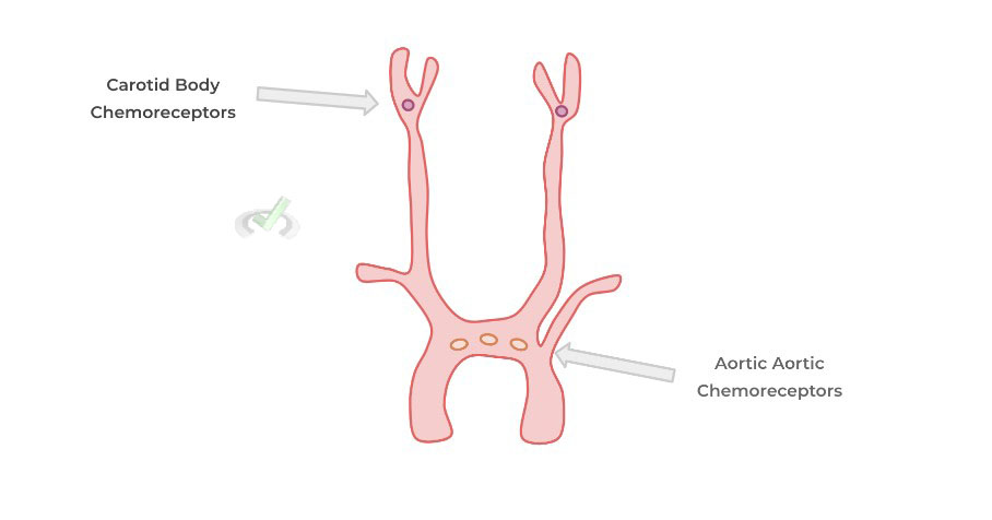 Carotid Bodies