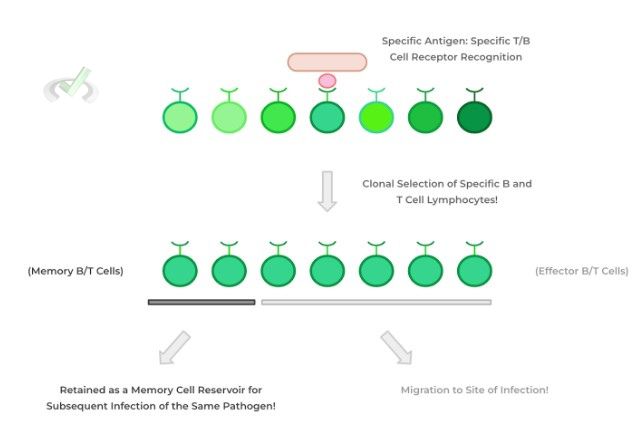 Clonal Selection