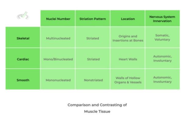 Comparison And Contrasting Of Muscle Tissue