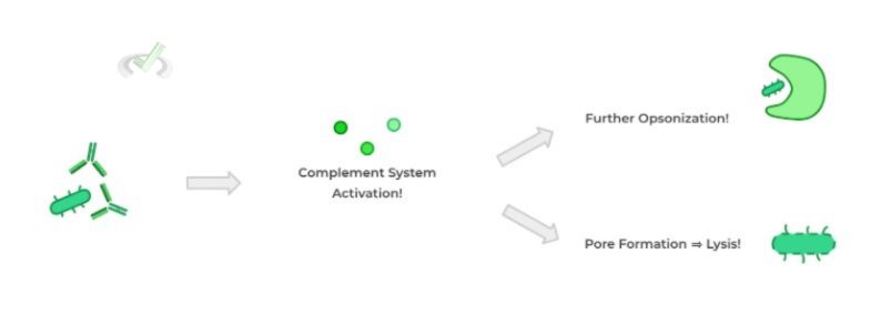 Complement System Activation