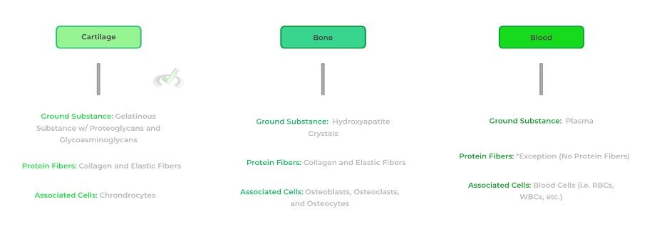 Components Of Connective Tissue And Comparing Examples