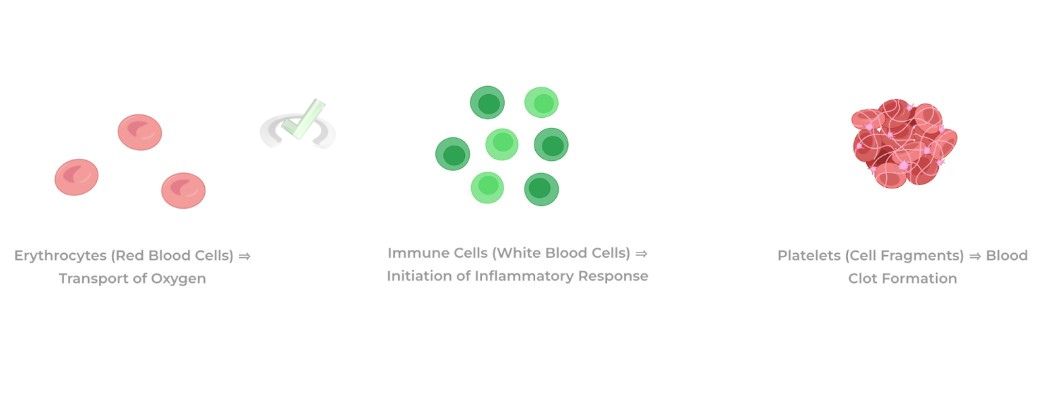 Composition And Function - Cellular