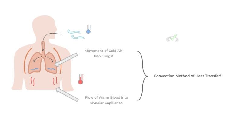 Convection As The Main Mode Of Ventilatory Heat Diffusion