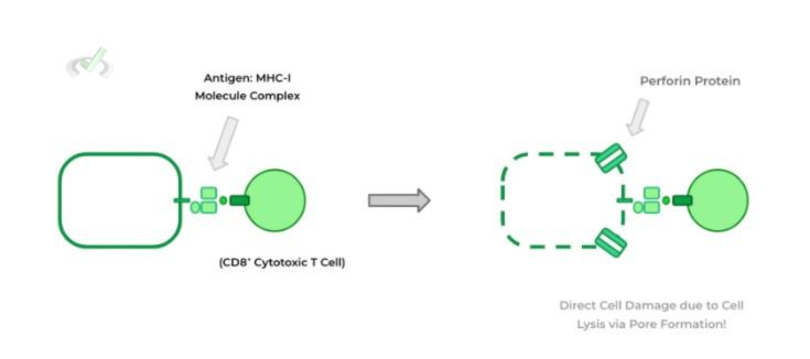 Differences In Function And Action Of Cytotoxic And Helper T Cells - A