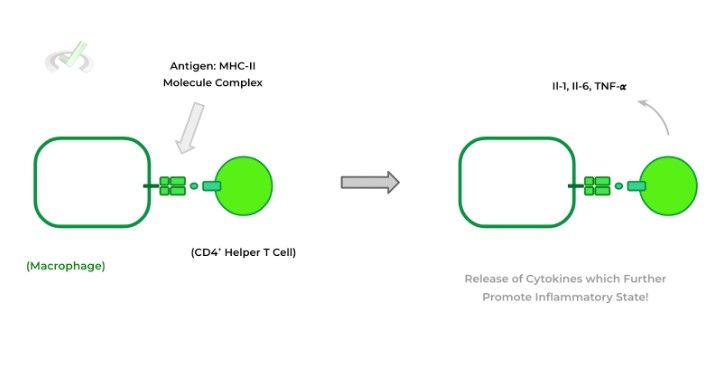 Differences In Function And Action Of Cytotoxic And Helper T Cells - B