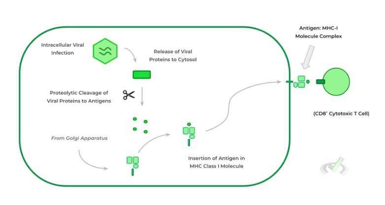 Endogenous Pathway