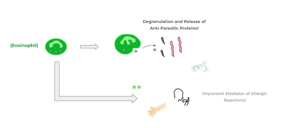 Eosinophils