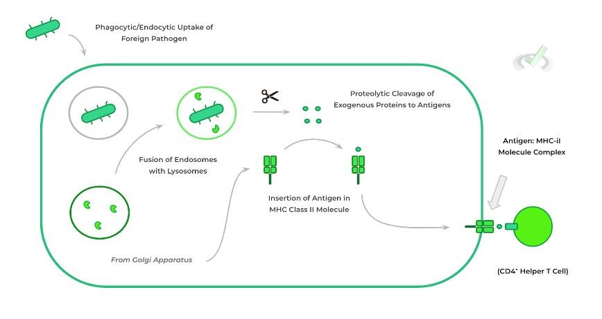 Exogenous Pathway - A