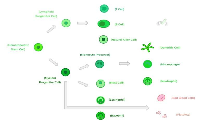 Hematopoetic Stem Cells Hematopoetic Stem Cells