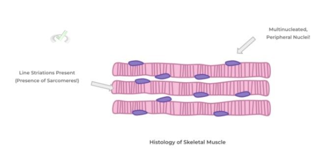 Histology Of Skeletal Muscle