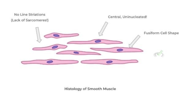 Histology Of Smooth Muscle