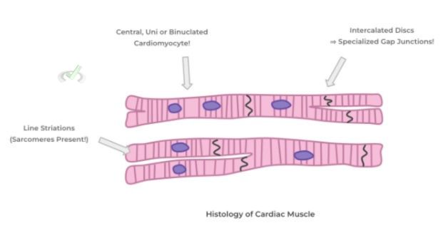 Hostology Of Cardiac Muscle