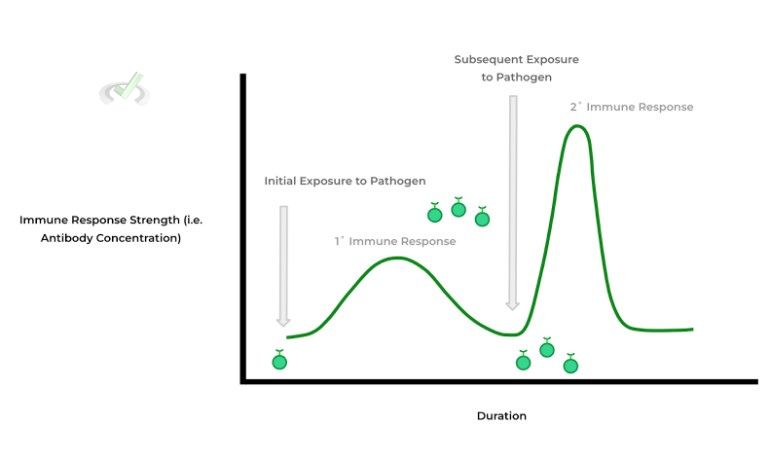 Immune Response Strength