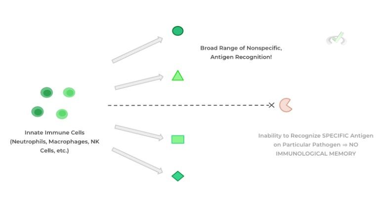 Innate Immune Cells