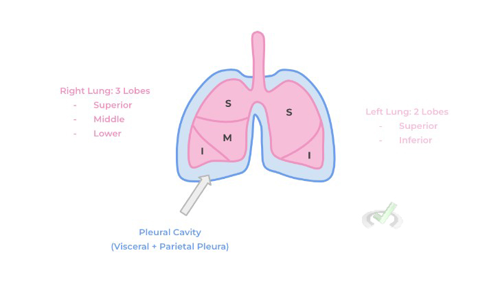 Lung Lobes And The Pleural Cavity