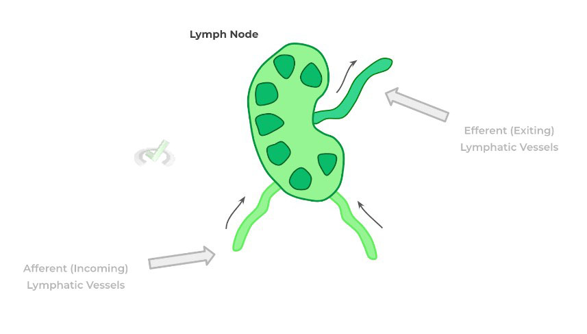 Lymph Node