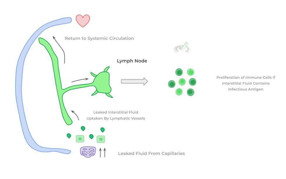 Lymph Node