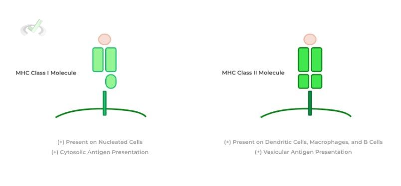 Mhc Class Molecules