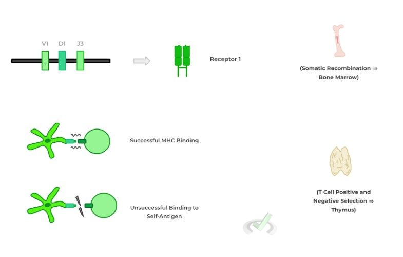 Maturation Processes And Location Reference Within Primary Lymphoid Organs