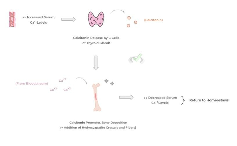 Mechanism of Action of Calcitonin