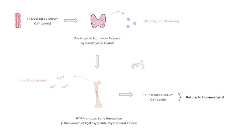 Mechanism of Action of the Parathyroid Hormone (PTH) - A