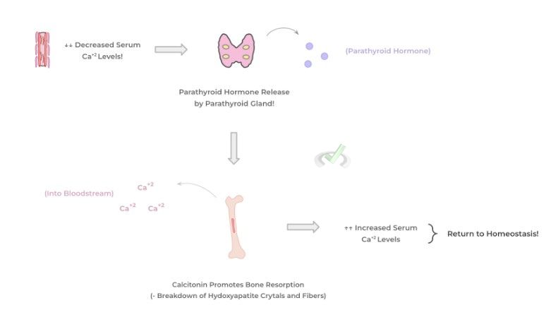 Mechanism Of Action Of The Parathyroid Hormone (Pth) - A