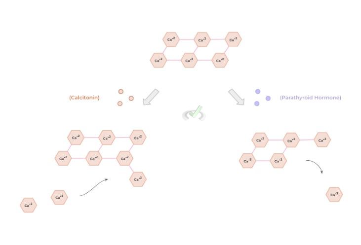 Mechanism Of Action Of The Parathyroid Hormone (Pth) - B