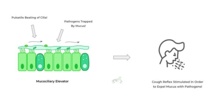 Mucociliary Elevator